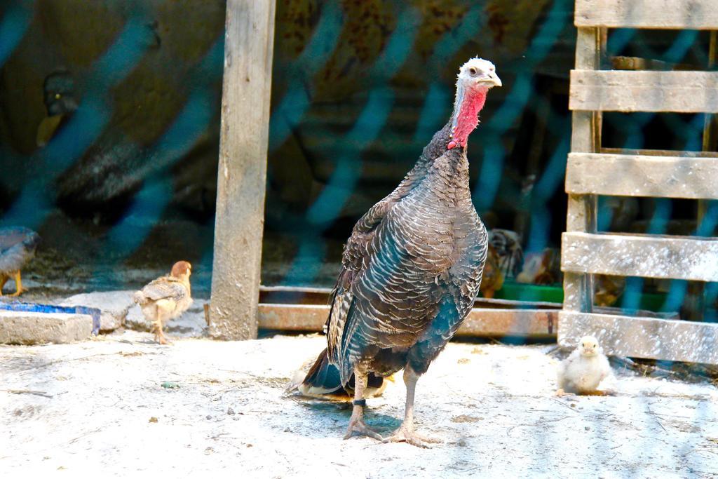 Agriturismo Biologico Villa Rosa Monte Guiduccio Dış mekan fotoğraf