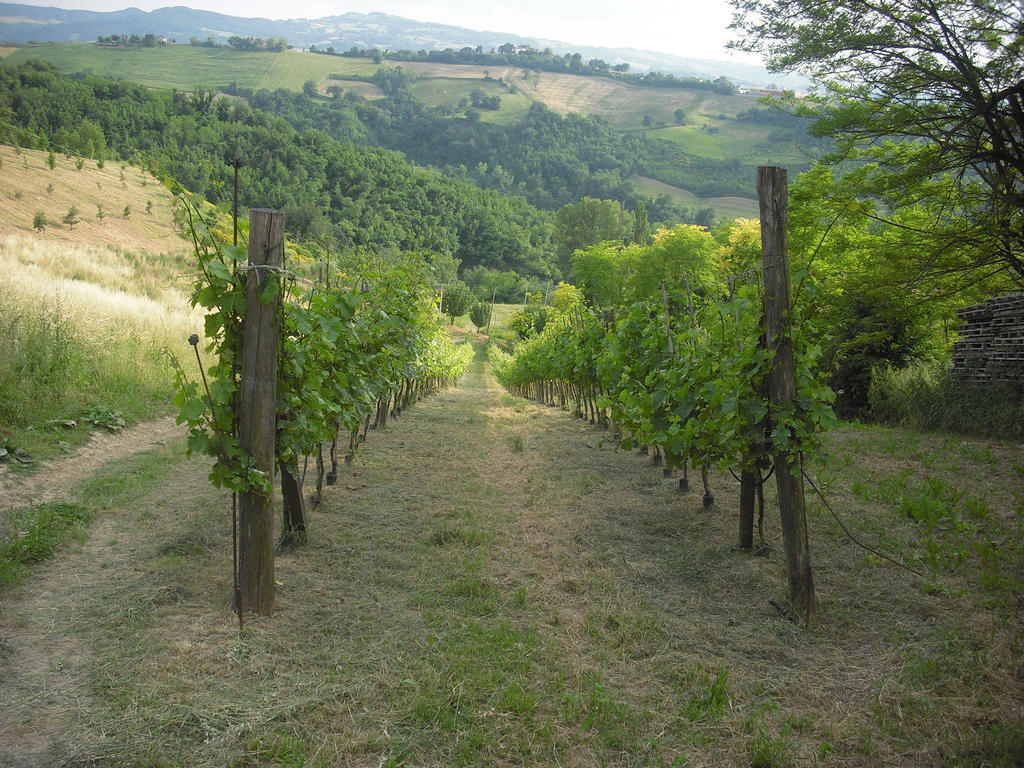 Agriturismo Biologico Villa Rosa Monte Guiduccio Dış mekan fotoğraf